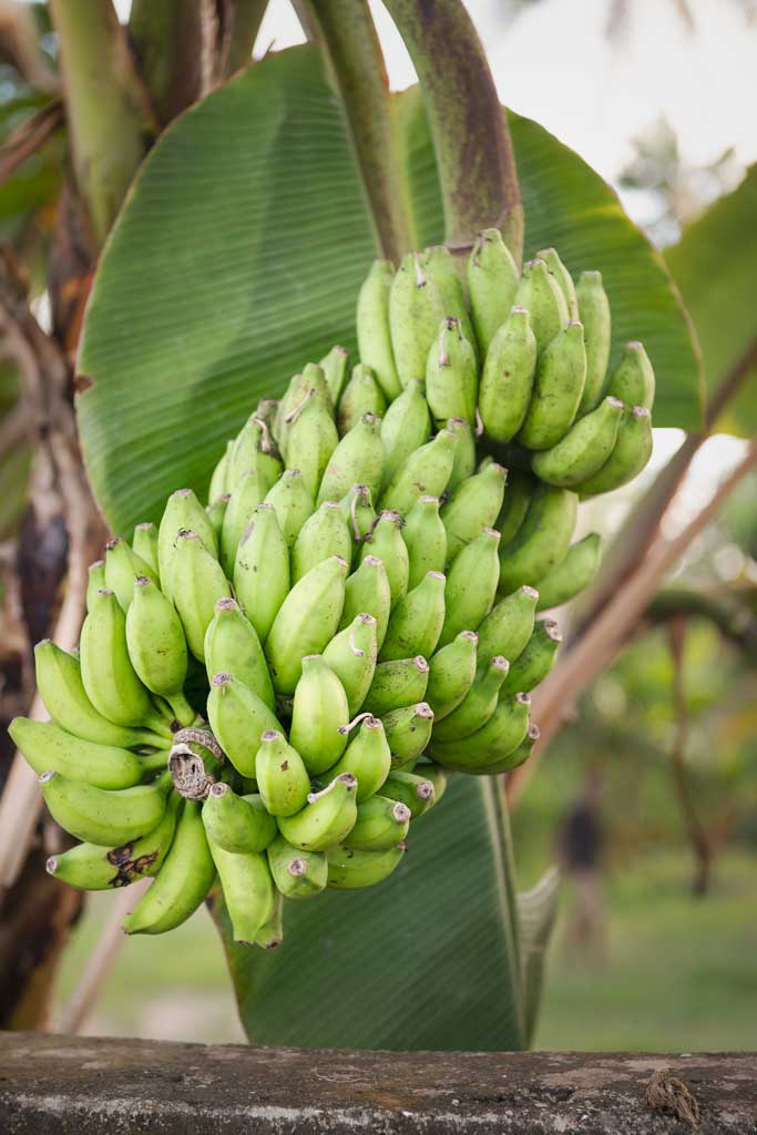 Learning all about banana plants