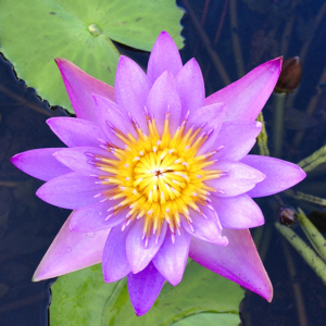 Water Lily, Faces Places and Plates Blog, India, South India, Kerala, Tamil Nadu, Food Travel, Food Tourism, Indian Food, Culinary Tours, Karen Anderson, Pauli-Ann Carriere