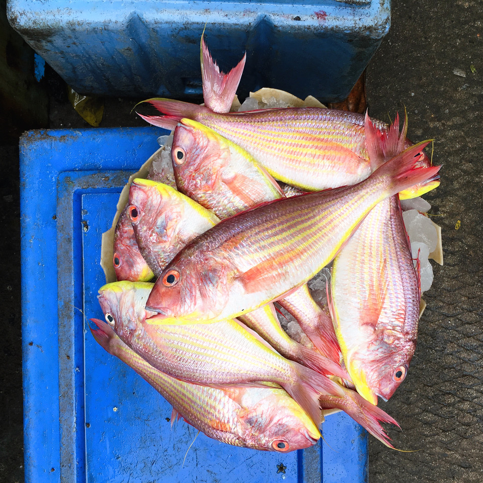 fish, pink fish, Fort Kochi, Cochin, Kochi, Kerala, South India, India, Faces Places and Plates blog