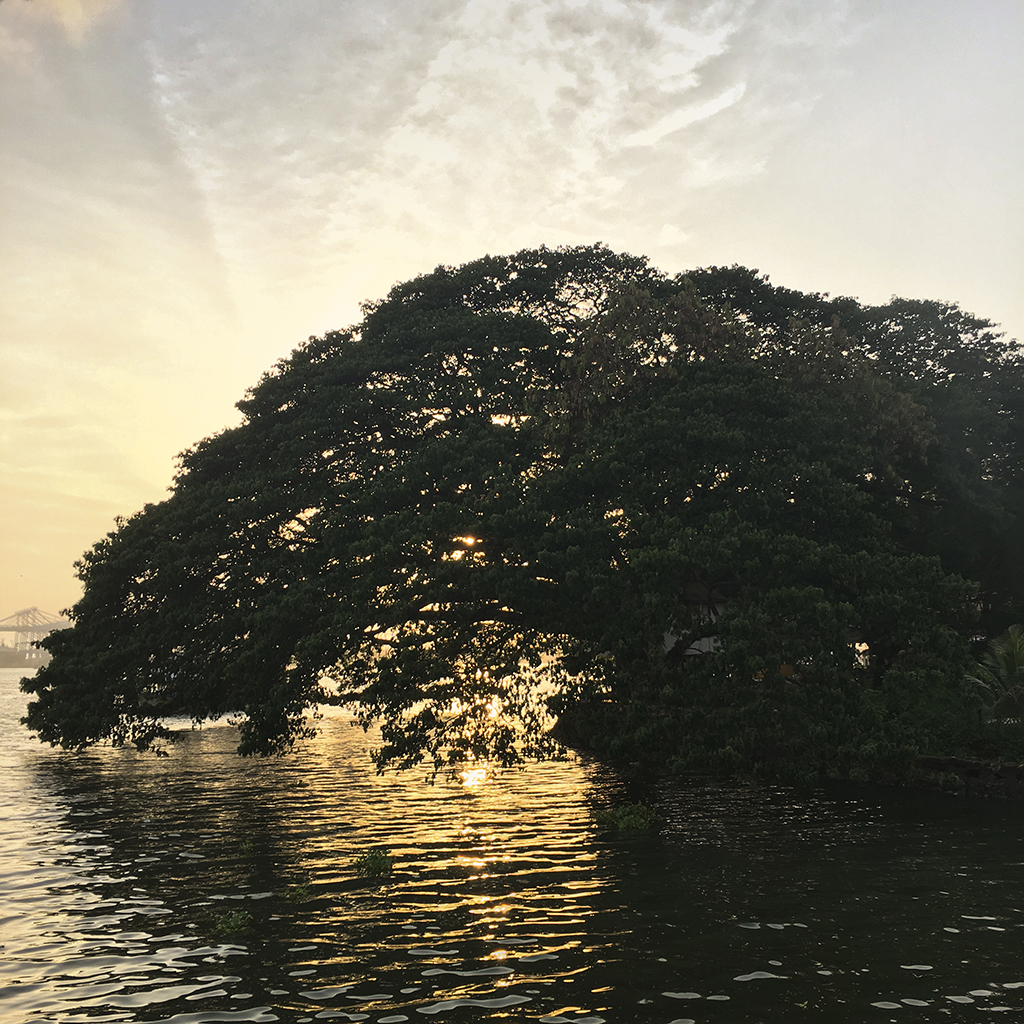 Harbour cruise, tree, sunset, Kochi, Fort Kochi, Cochin, Kerala, South India, India, Faces Places and Plates blog