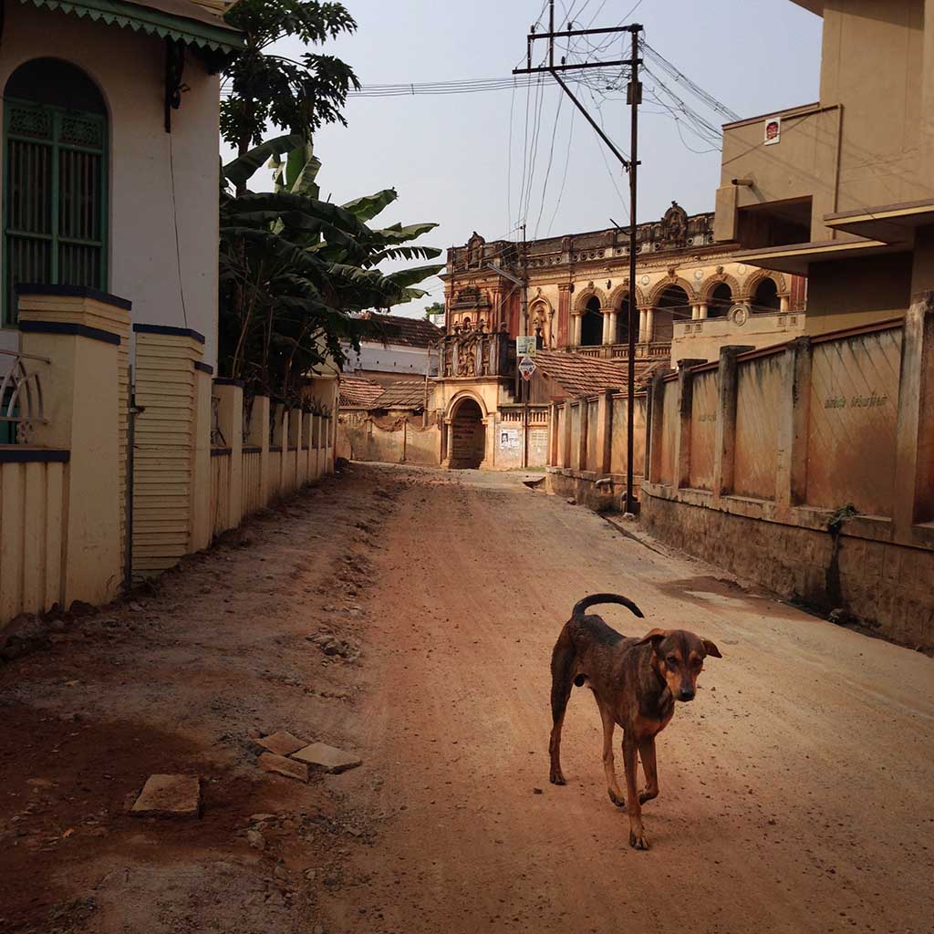 dog, Karaikudi, Chettinad, Tamil Nadu, South India, India, Faces Places and Plates blog