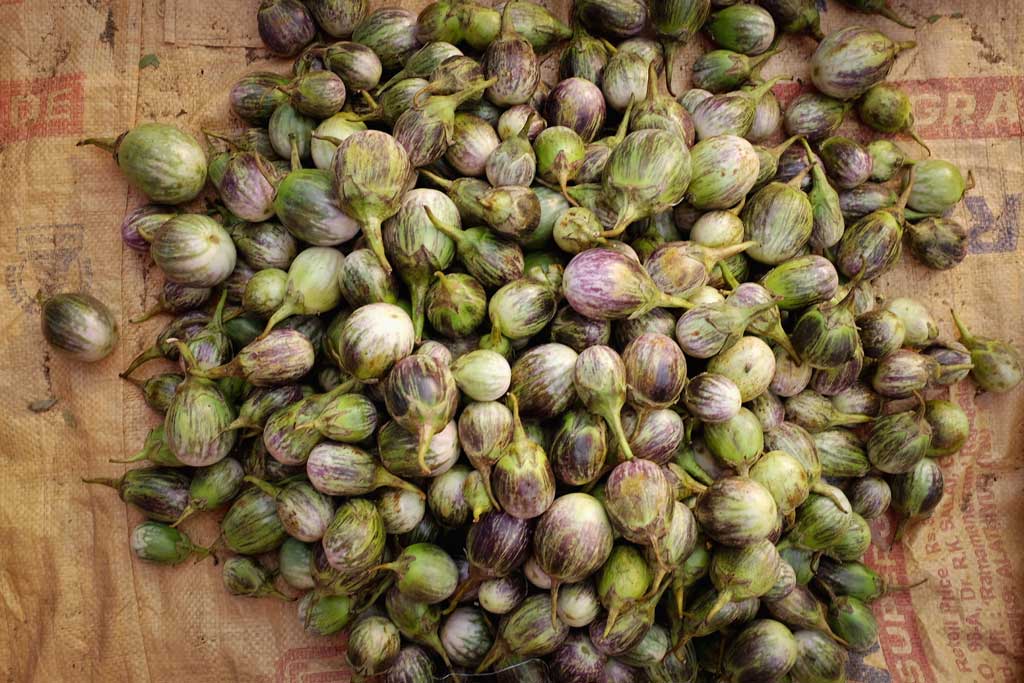 A mound of small, round, purple and white striped Indian eggplant sit on taupe coloured burlap with faded red and purple text in a vegetable market outside of Madurai.