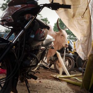 A white cow with large horns is framed between a white tarp and a black motorcycle on the grounds of a vegetable market in Madurai.