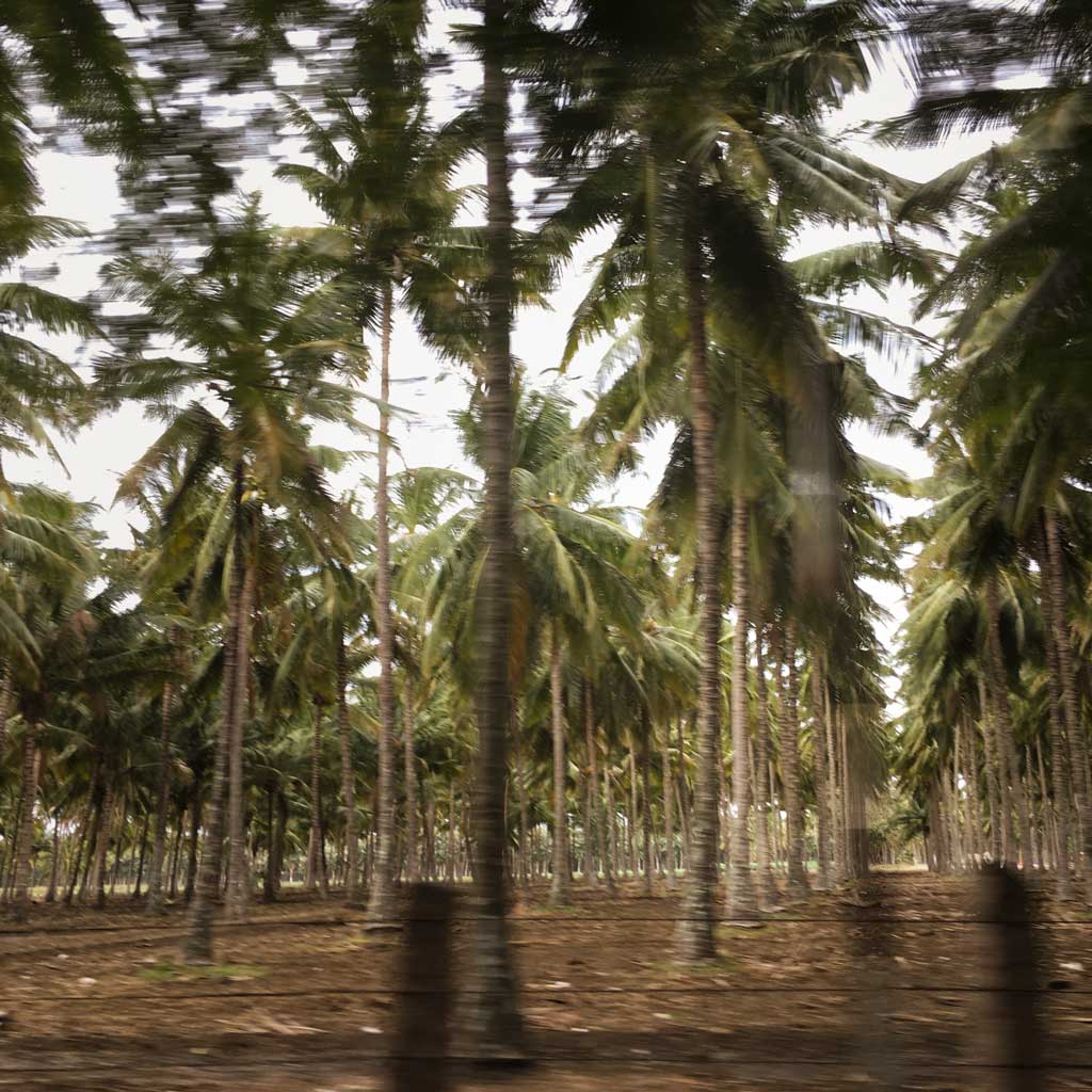 Tall palms on the grounds of Isha in Coimbatore, Tamil Nadu, India