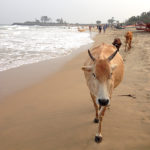 Mamallapuram beach cow, Shore Temple in the distance.