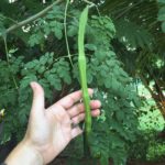 Murangakai (Drumstick) growing on the tree in Tamil Nadu, India.