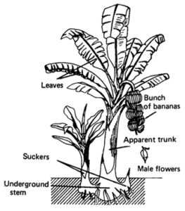 diagram of a banana plant