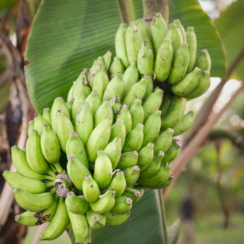 Fresh Bunch Bananas