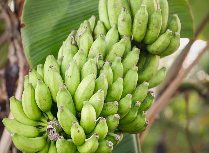 Fresh Bunch Bananas