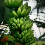 Local bananas, village walk, Chennamkary.