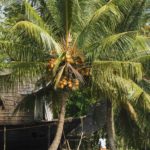 Houseboat and coconut tree, Kerala Backwaters.