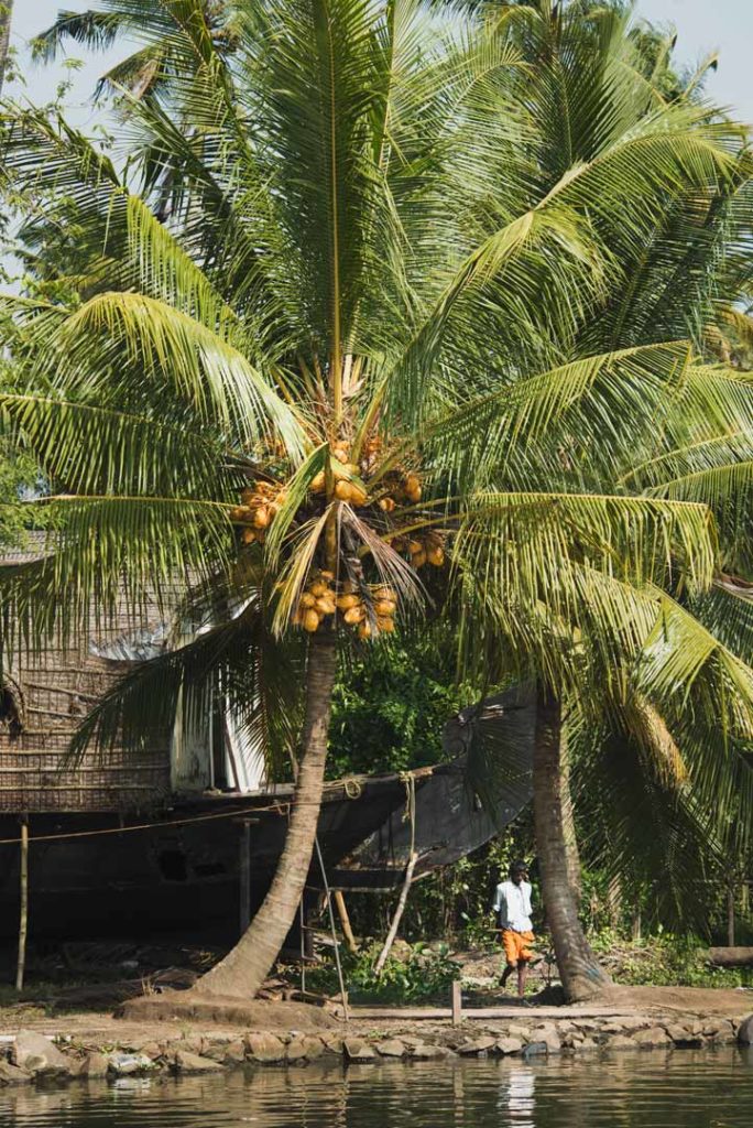 Houseboat and coconut tree, Kerala Backwaters.