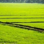 Rice field in Alleppey, Kerala backwater.