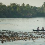 A plentitude of ducks along the Kerala Backwaters.