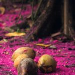 Downed coconuts and magenta flower pedals.