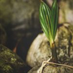 Coconut sprouting in Kerala, the land of coconuts.