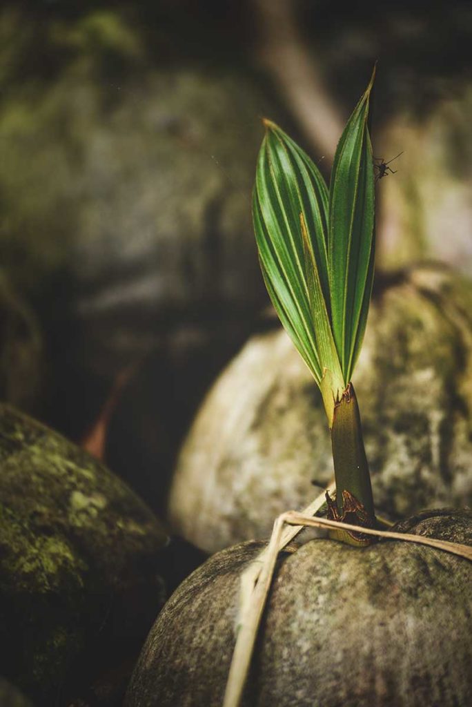 Coconut sprouting in Kerala, the land of coconuts.