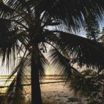 Dusk in the Kerala backwater, overlooking rice fields.