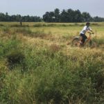 A cycle through the rice fields, Chennamkary.