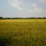 Rice field, Chennamkary in the Keralan backwaters.