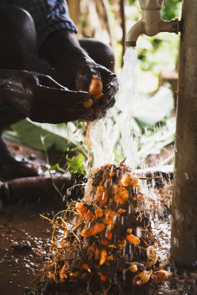 Freshly pulled turmeric.