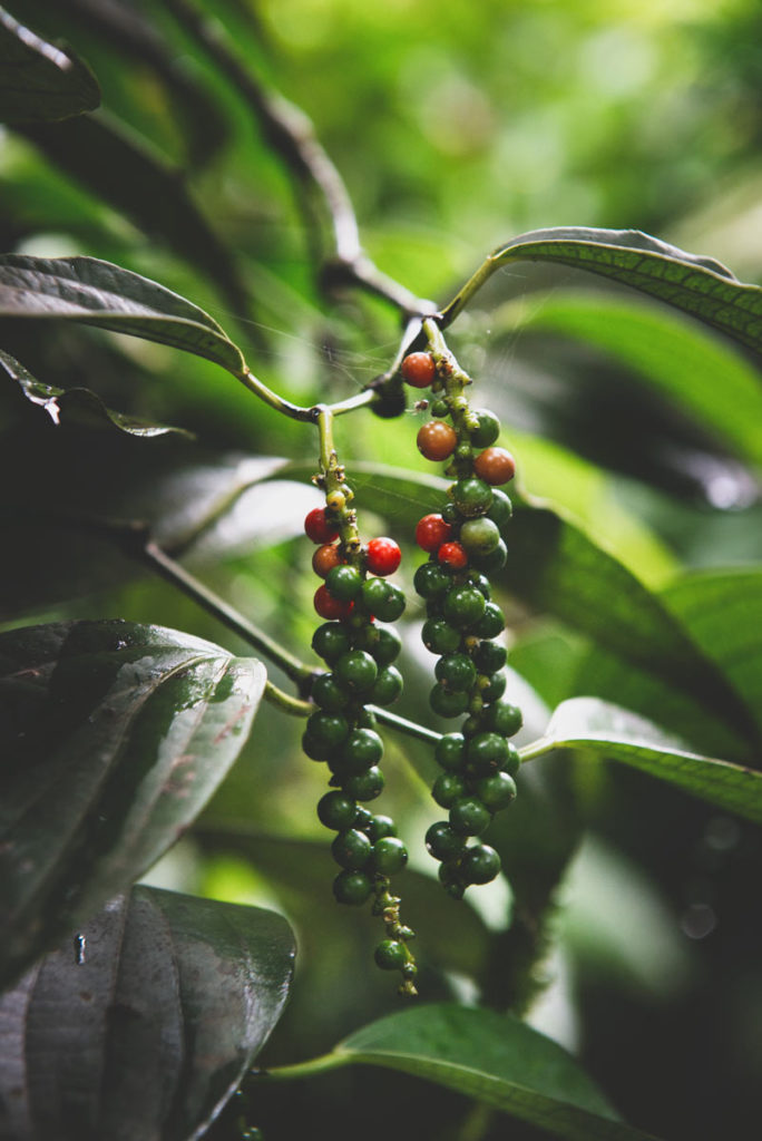 Pepper on the vine in Mr. Abraham's garden.