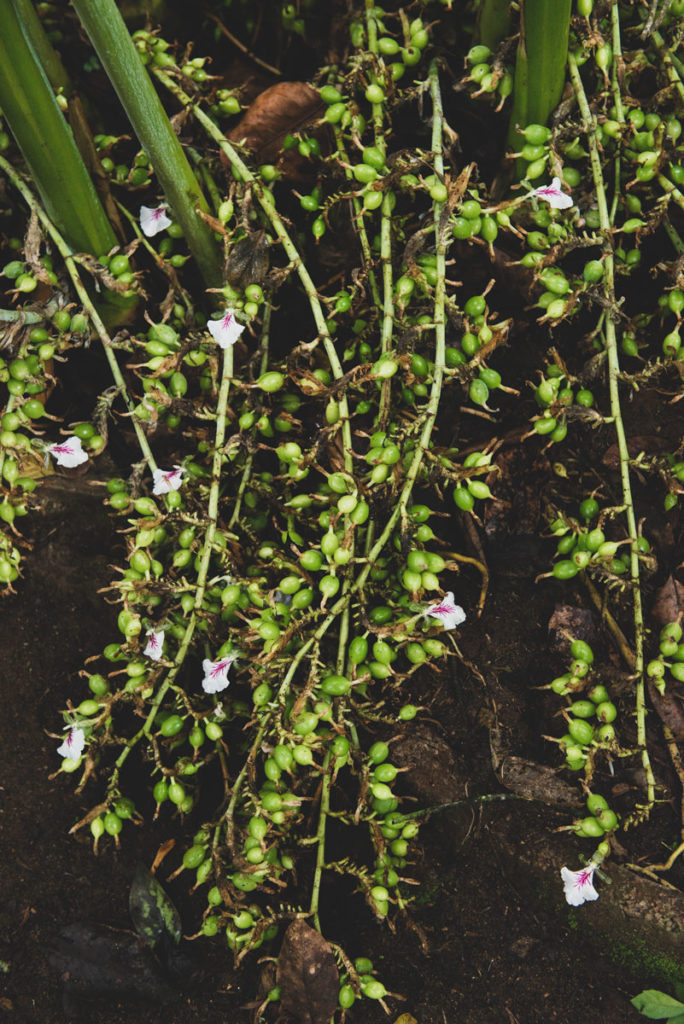 Cardamom on the vine.