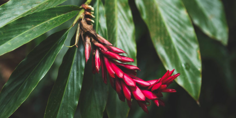 Red Ginger flower