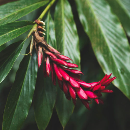 Red Ginger flower