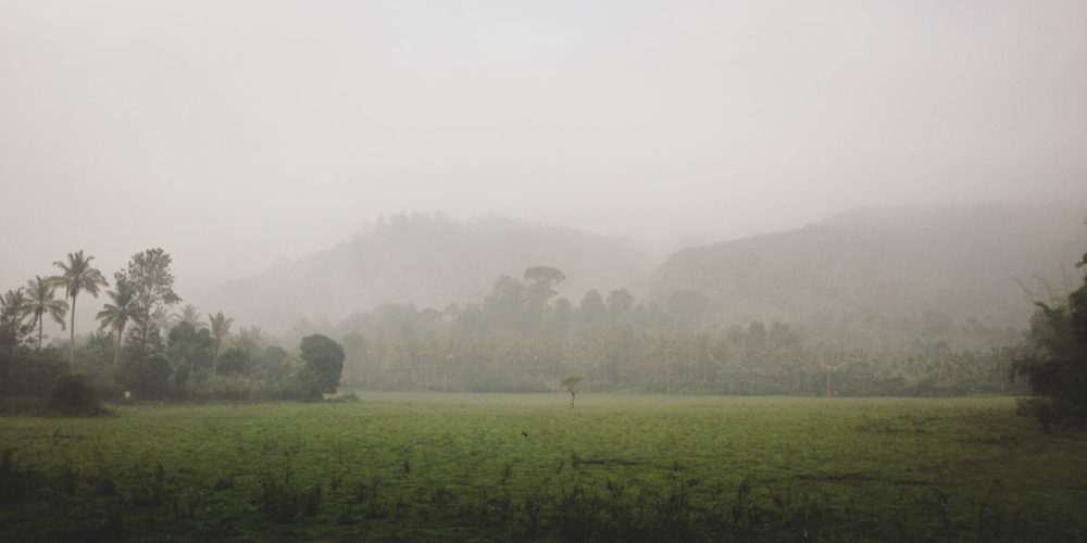 Jungle walk, Periyar National Park and Tiger Reserve, South India.