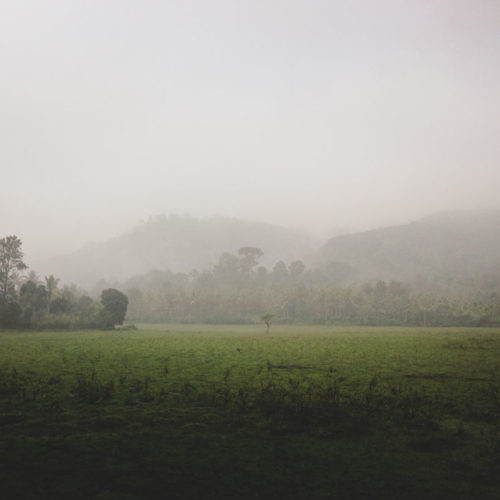 Jungle walk, Periyar National Park and Tiger Reserve, South India.