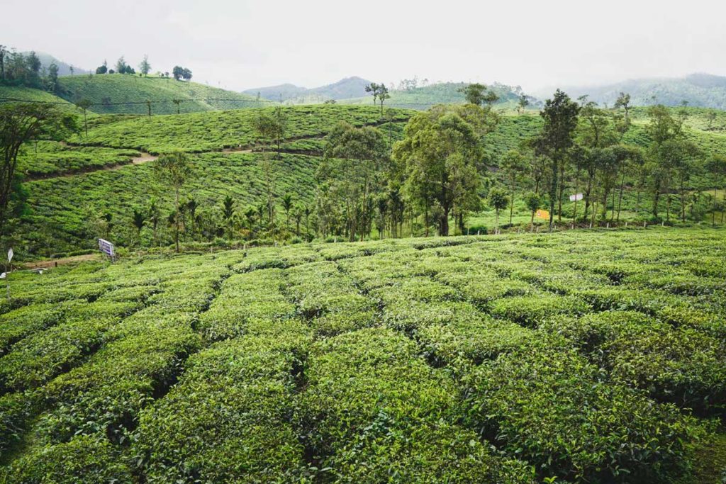 Tea plantation, Kerala, South India.