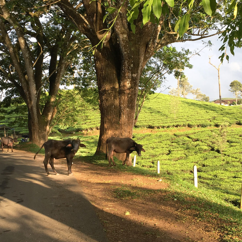 Cows and Tea