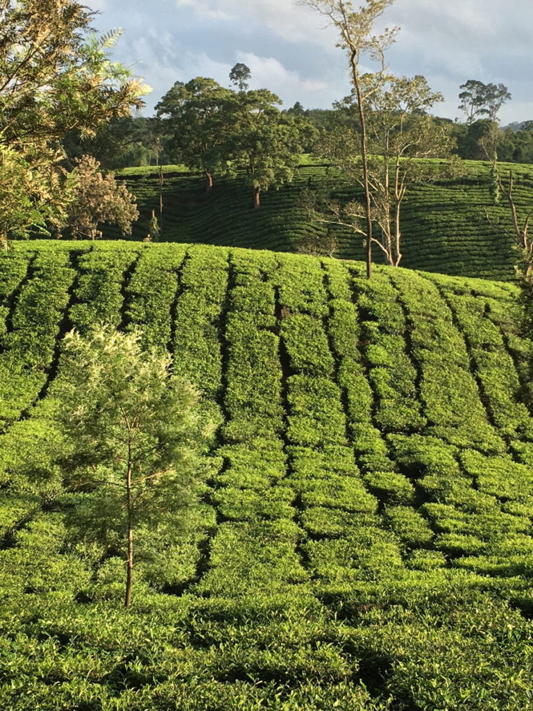 Tea Plantation