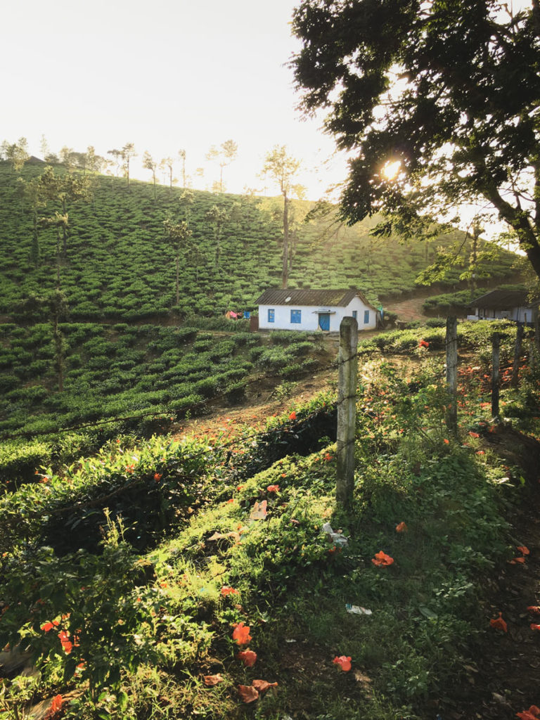 Tea Plantation