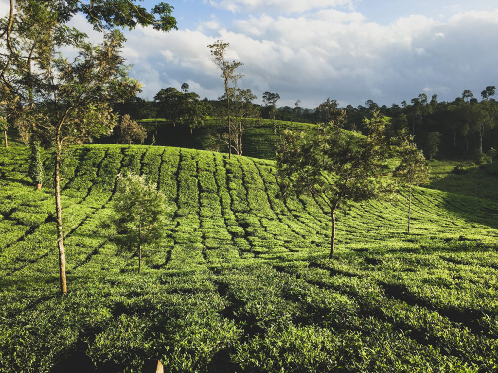 Tea Plantation