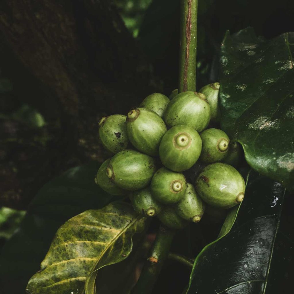 Coffee-cherries_Wayanad