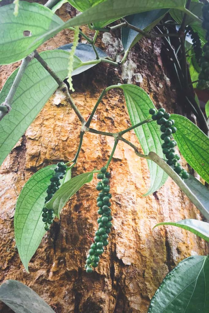 Peppers-on-the-vine_Wayanad