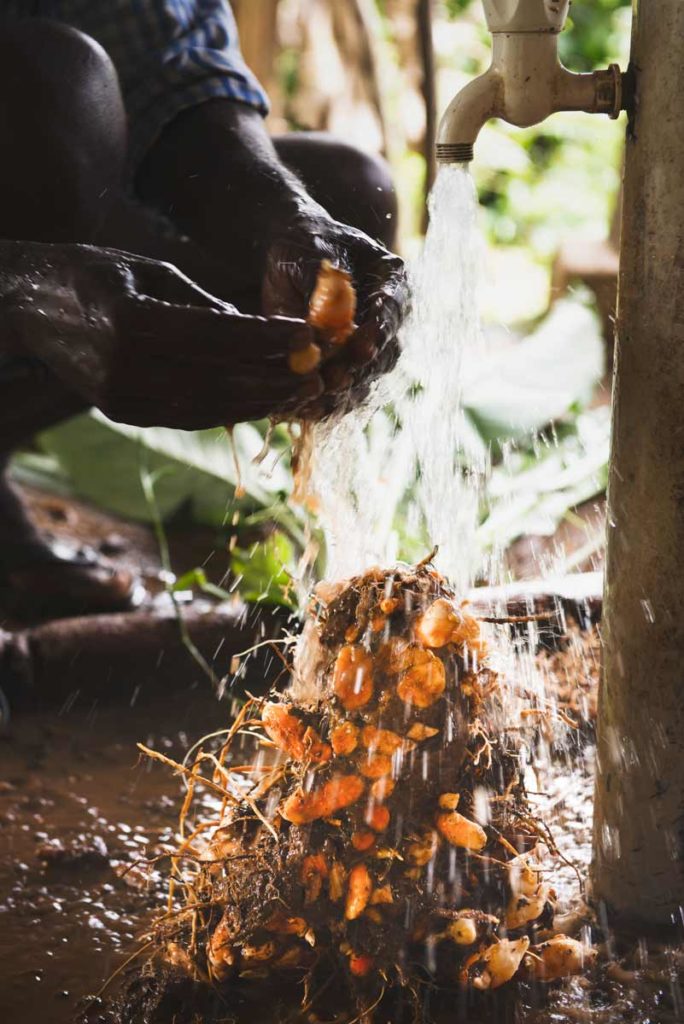 Turmeric washing Wayanad