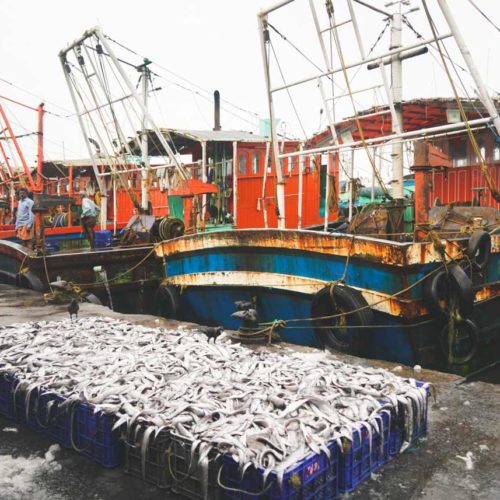 Kozhikode-Fish-Market