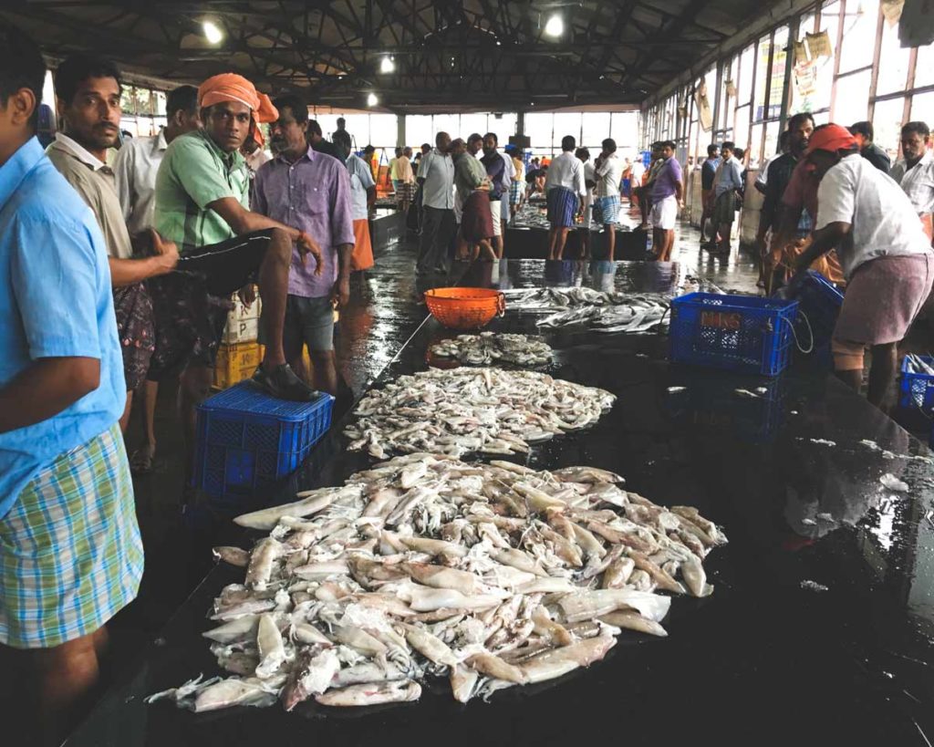 Kozhikode-Fish-Auction_Interior