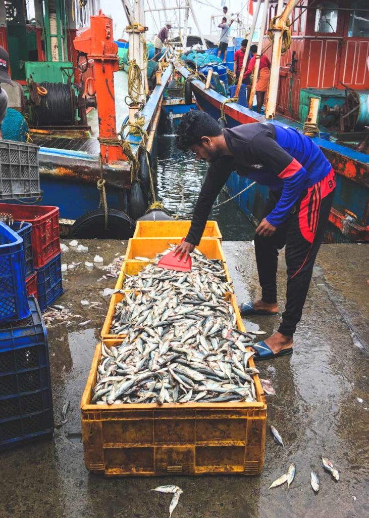 Kozhikode-Fish-Auction_Man-Preparing-Fish-for-Sale