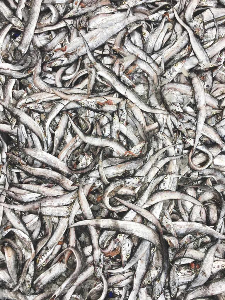 Kozhikode-Fish-Auction_tangle-of-fish