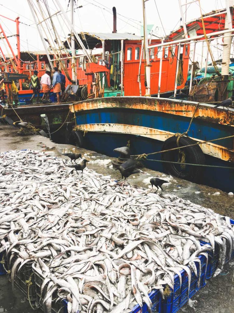 Kozhikode-Fish-Market-Catch