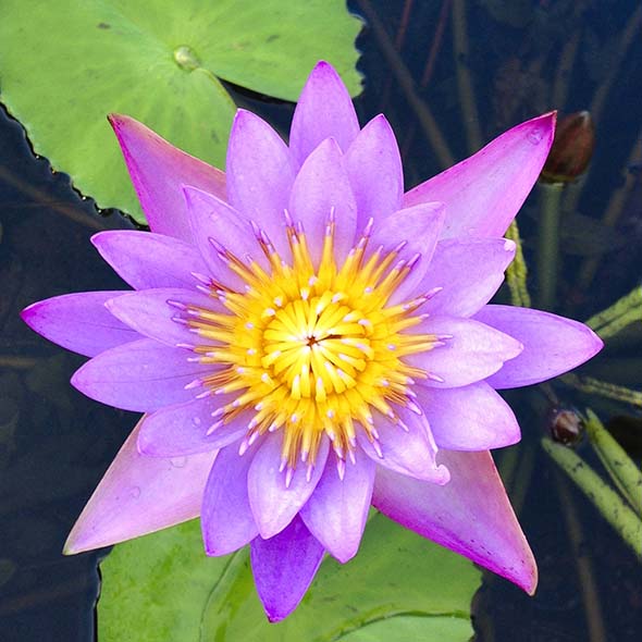 Purple water lily - close up