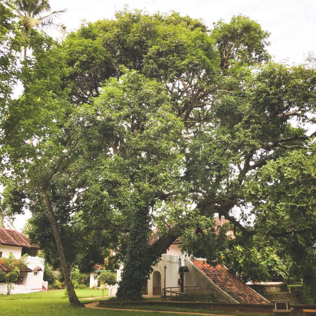 Old growth mango tree