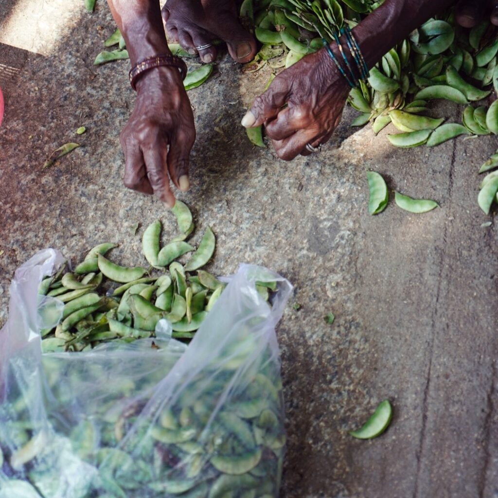 person shelling beans