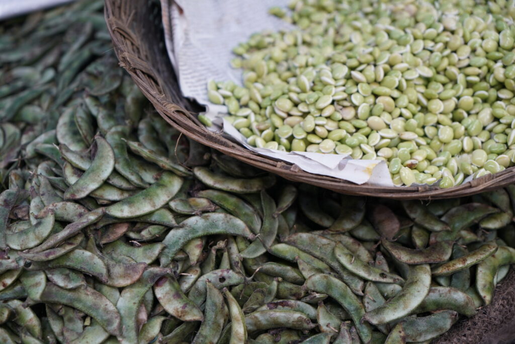 fresh beans being shelled