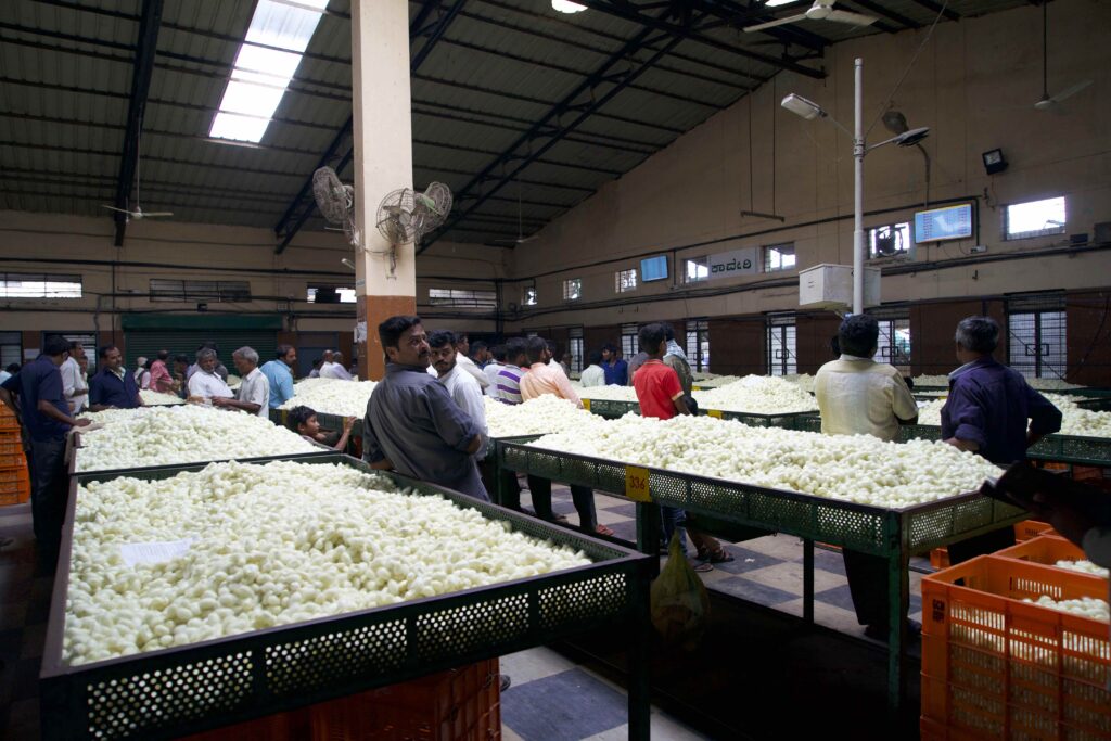 people inspecting silk cocoons