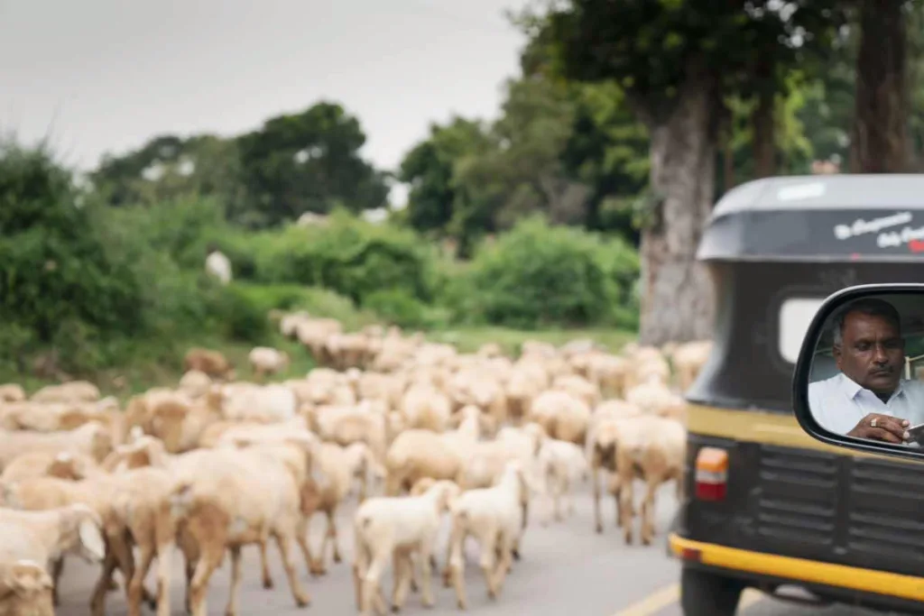 Goats on the Road